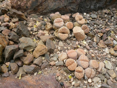 Lithops in the great outdoors