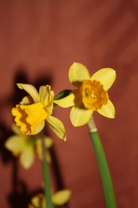Narcissus ‘Teteatete’ Daffodil  Notes From Nowhere