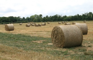 Hay field near Lullingstone, Kent