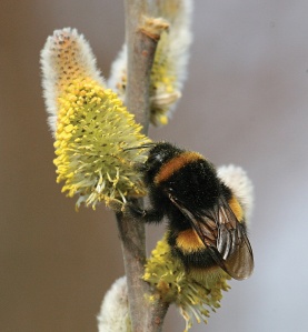 Bombus terrestris 'The buff-tailed bumblebee'